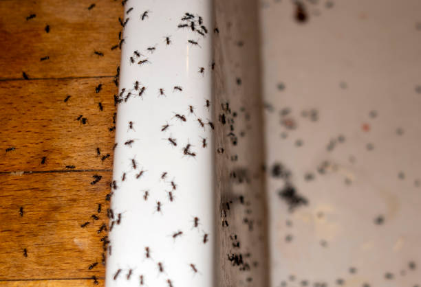 Pest Control Cost in Beaverton, OR